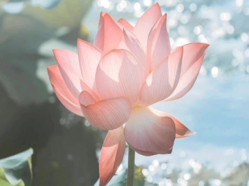 生老病死都是福 